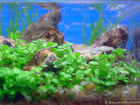 worlds smallest aquarium3