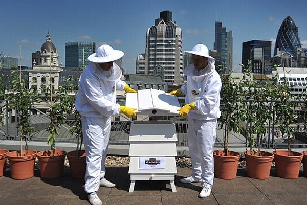 Britain's newest bee hive